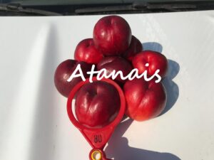 Atanais