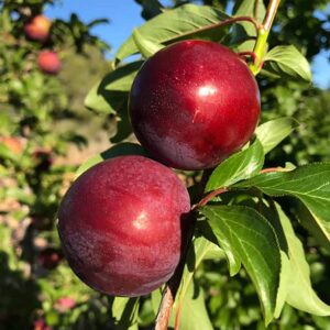 Ciruelas maduras en huerto, propiedades de la ciruela