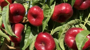 Propiedades de la Nectarina-Plana- Beneficios-para-la Salud