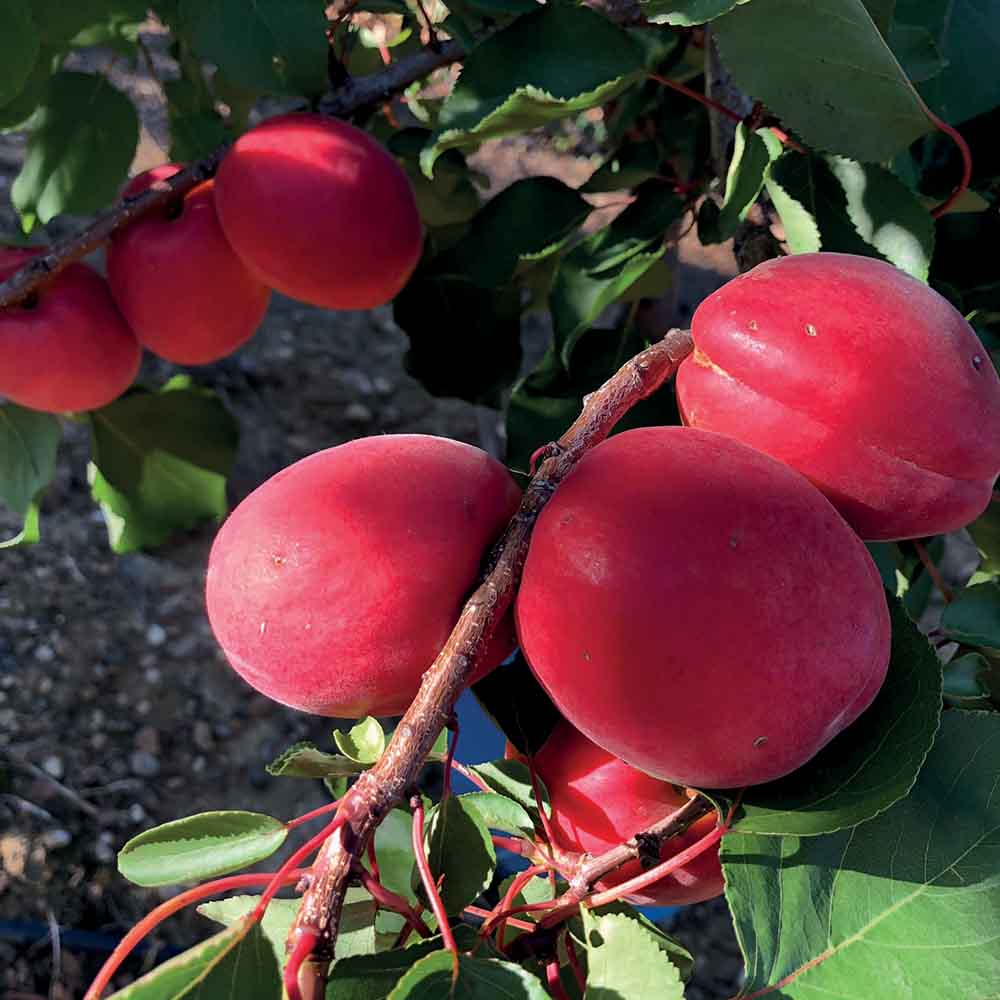 albaricoque-rojo-otelo-02