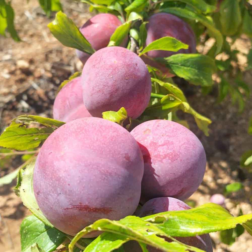 ciruela-ba91-16-01