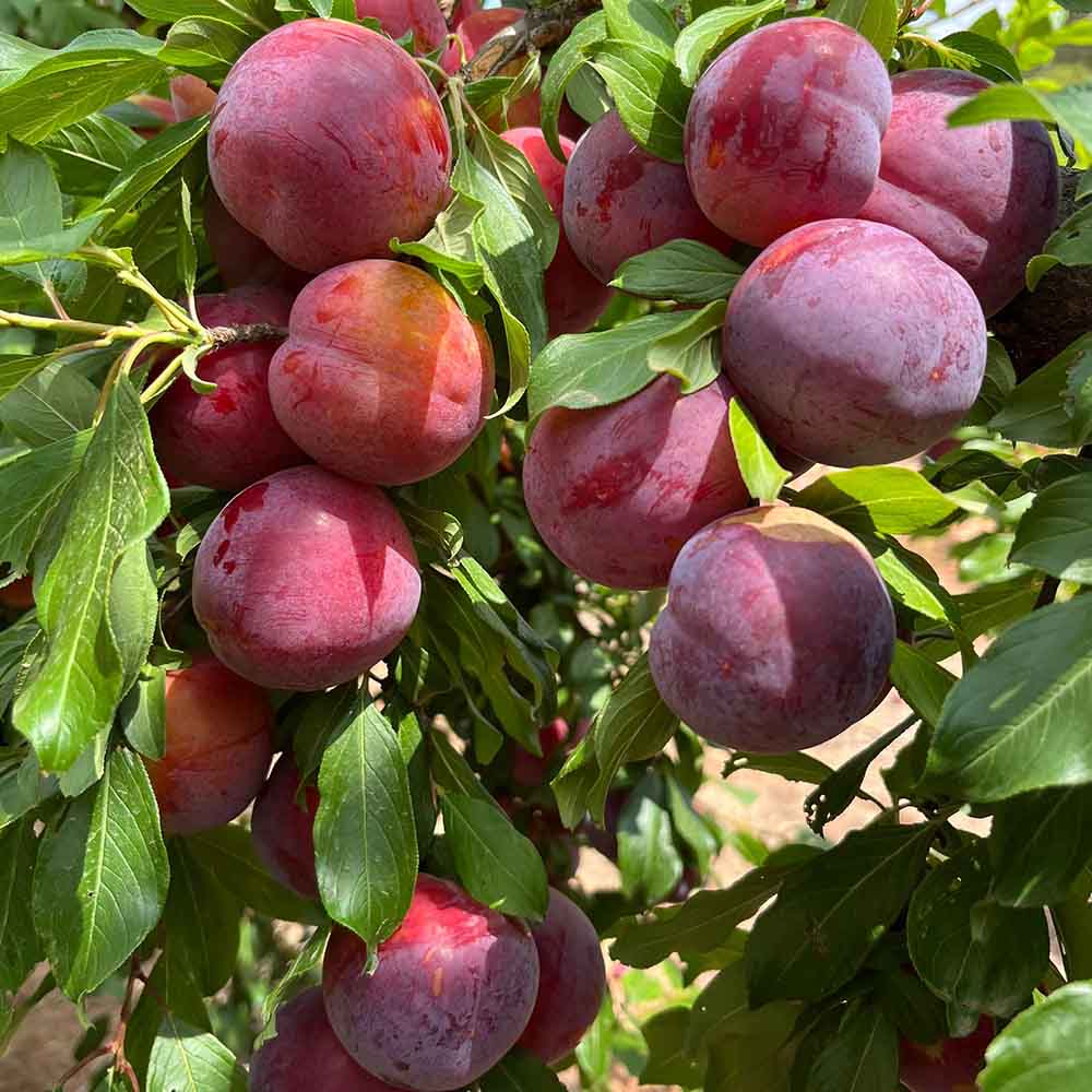ciruela-cr18-19-01
