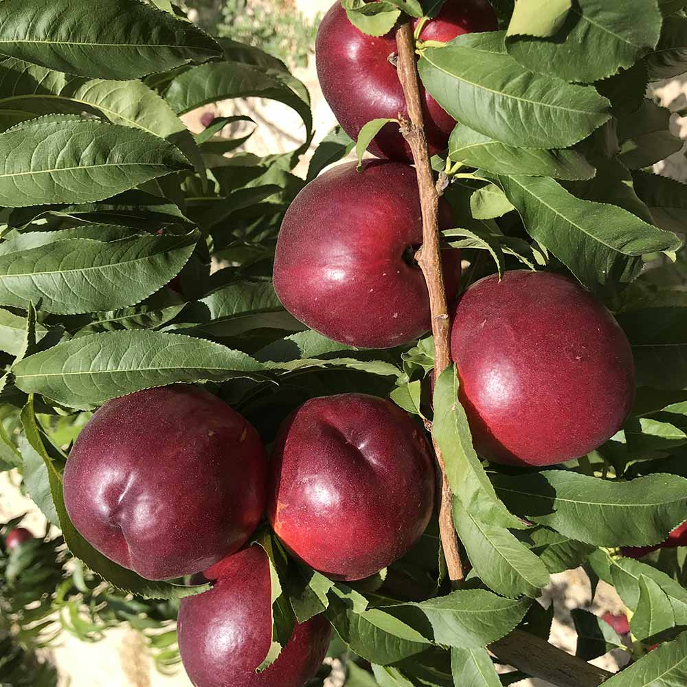 nectarina-amarilla-atanais-01