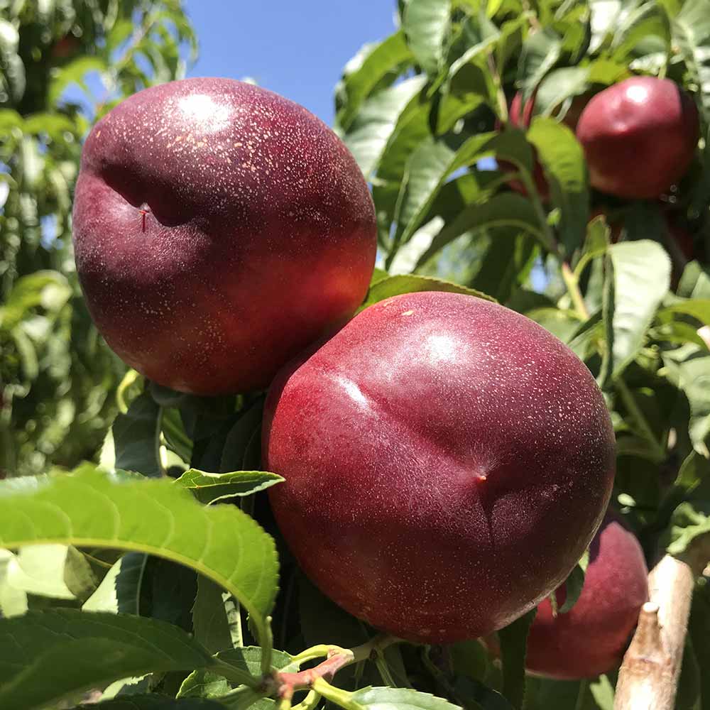 nectarina-amarilla-atanais-02