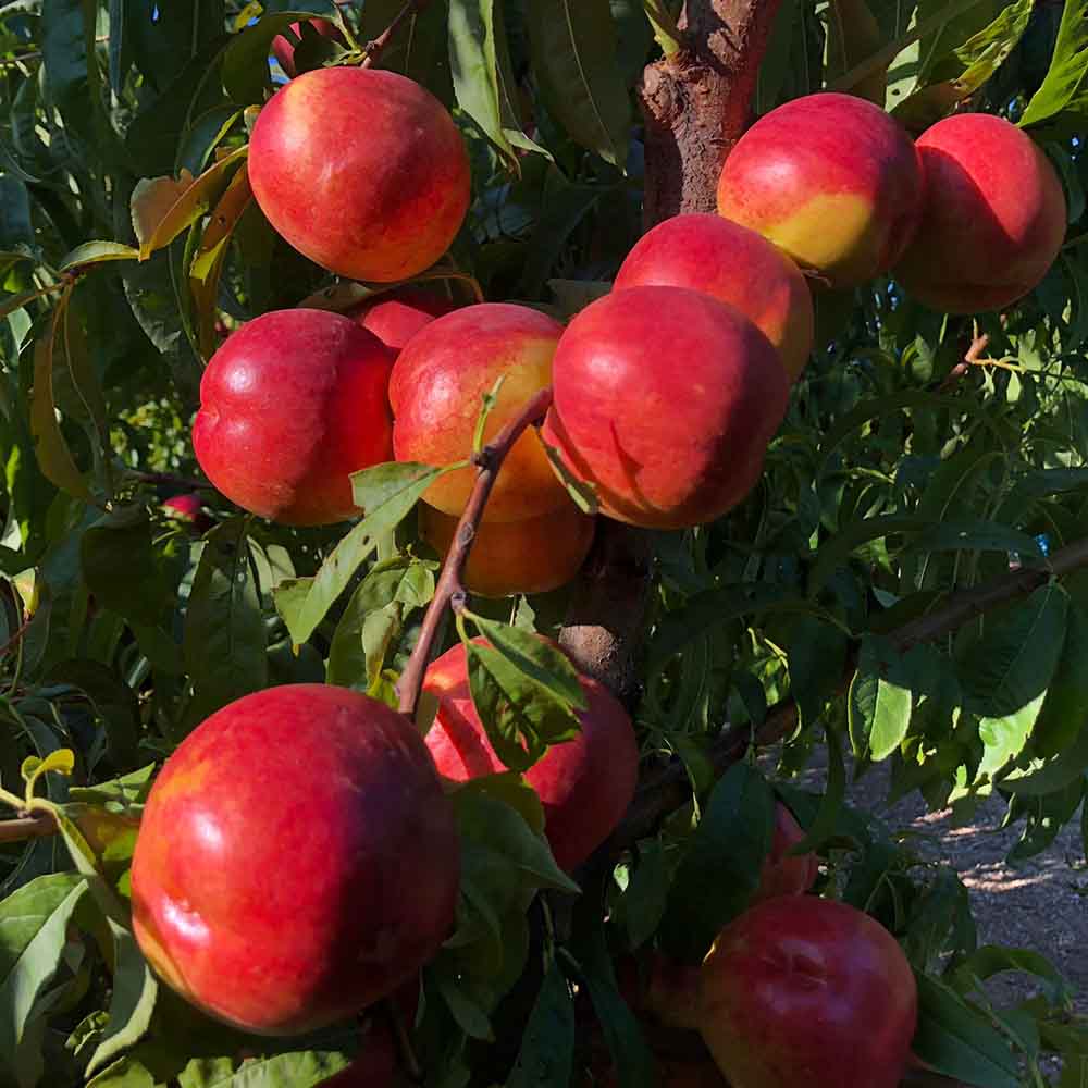 nectarina-amarilla-bn1043-1-01