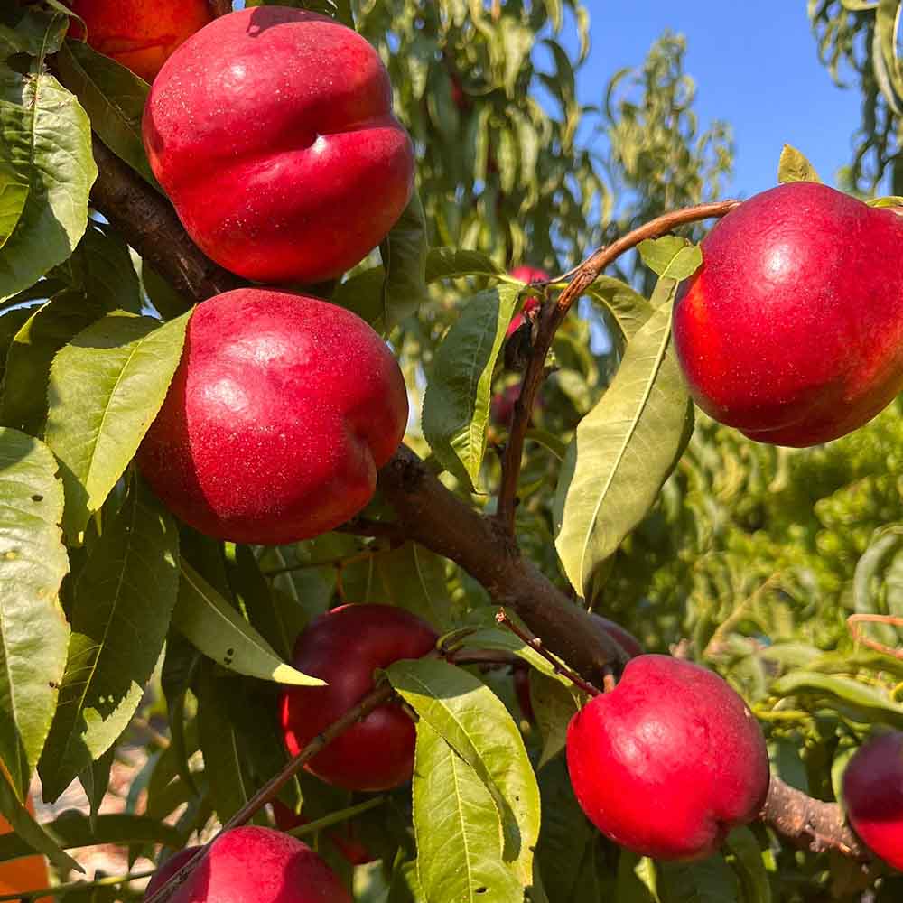 nectarina-amarilla-bn1118-41-01