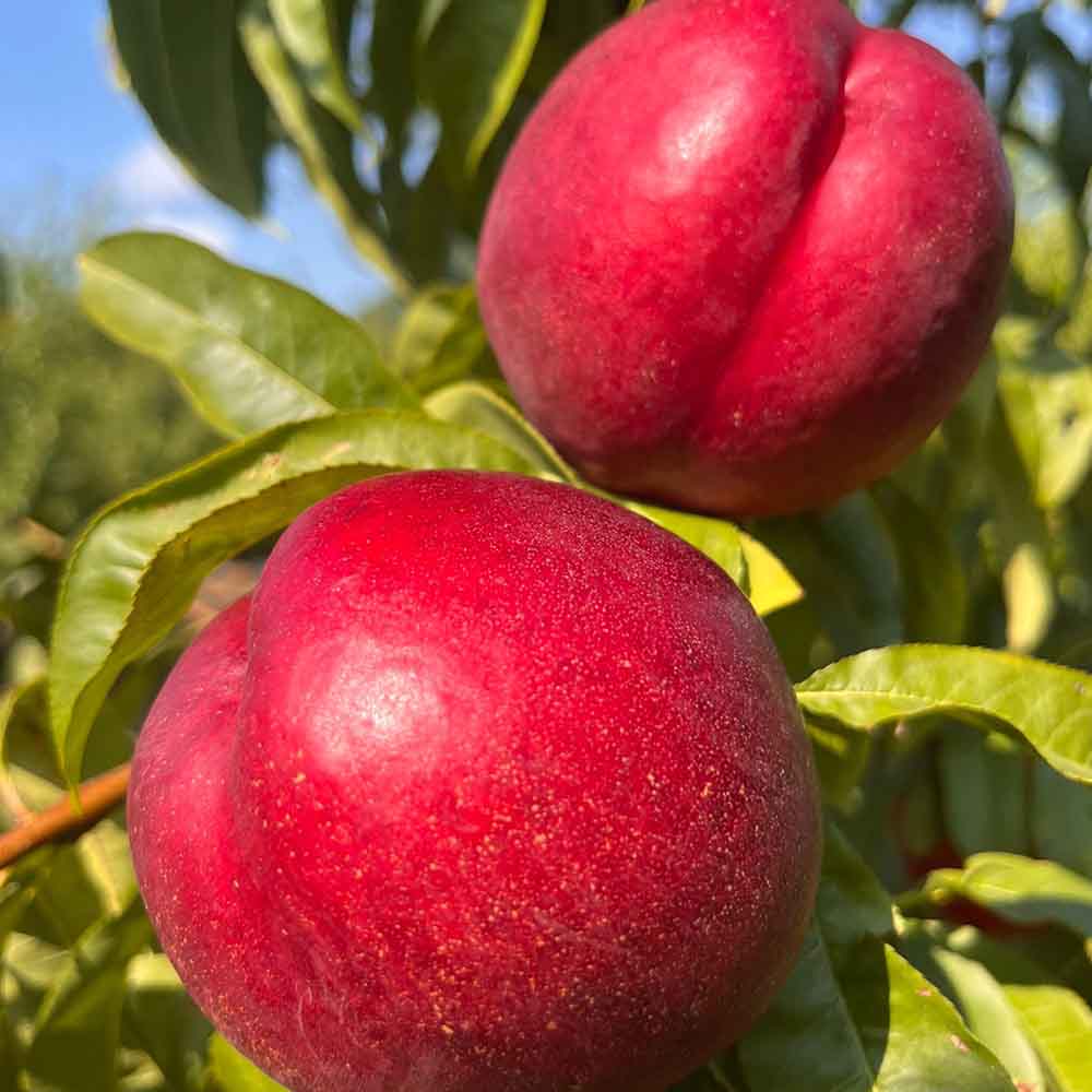 nectarina-amarilla-bn1118-41-02