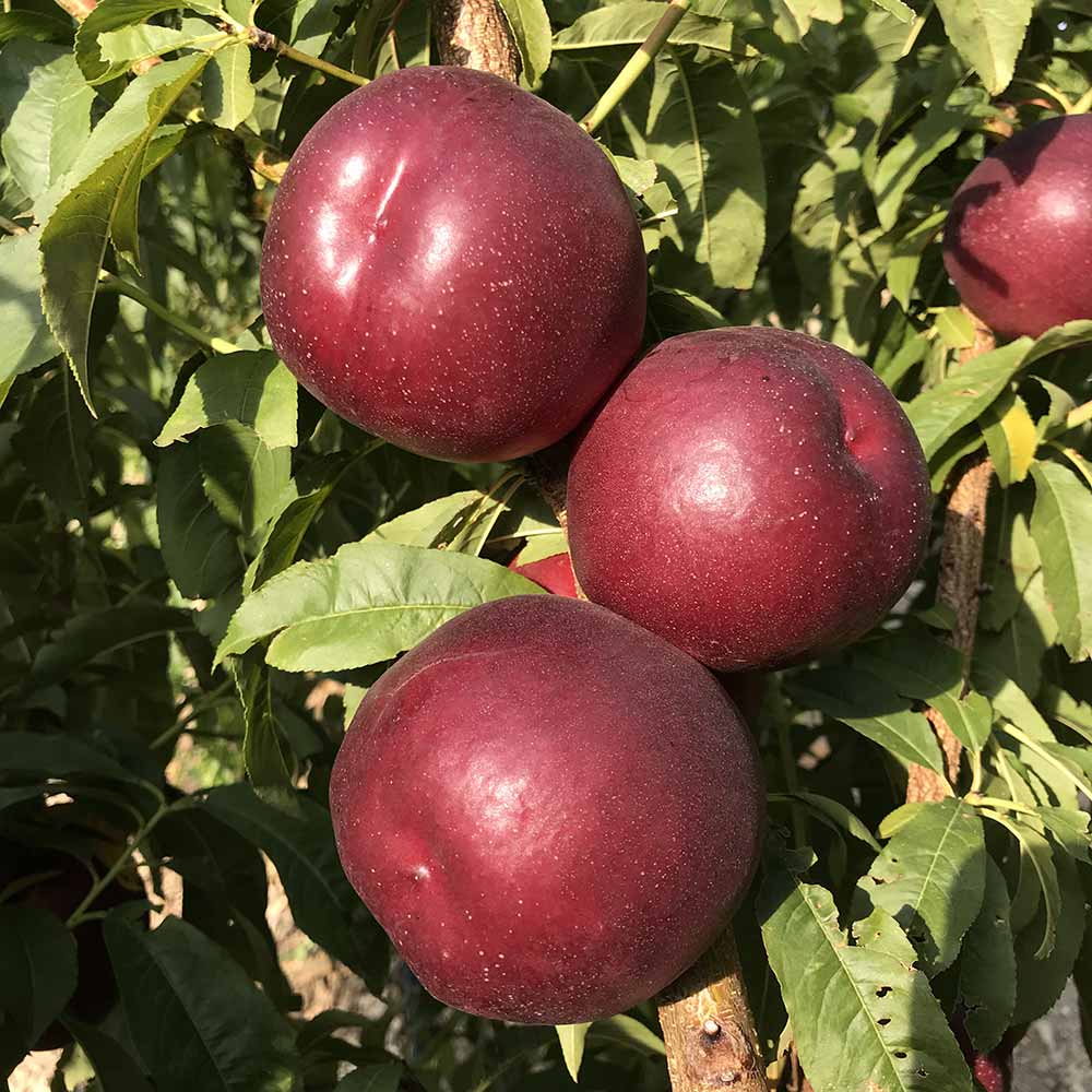 nectarina-amarilla-clariss-02