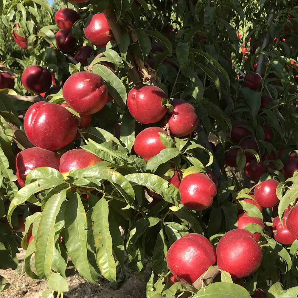 nectarina-amarilla-esmeralda-01