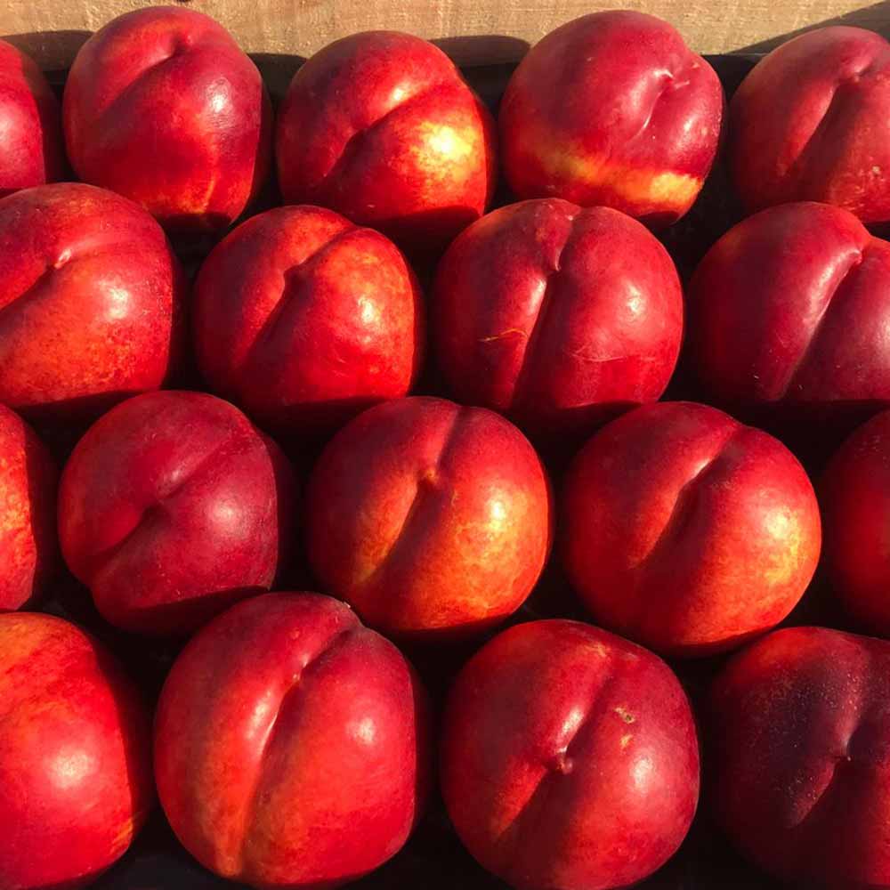 nectarina-amarilla-esmeralda-02