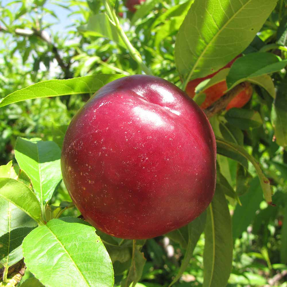 nectarina-amarilla-flariba-01