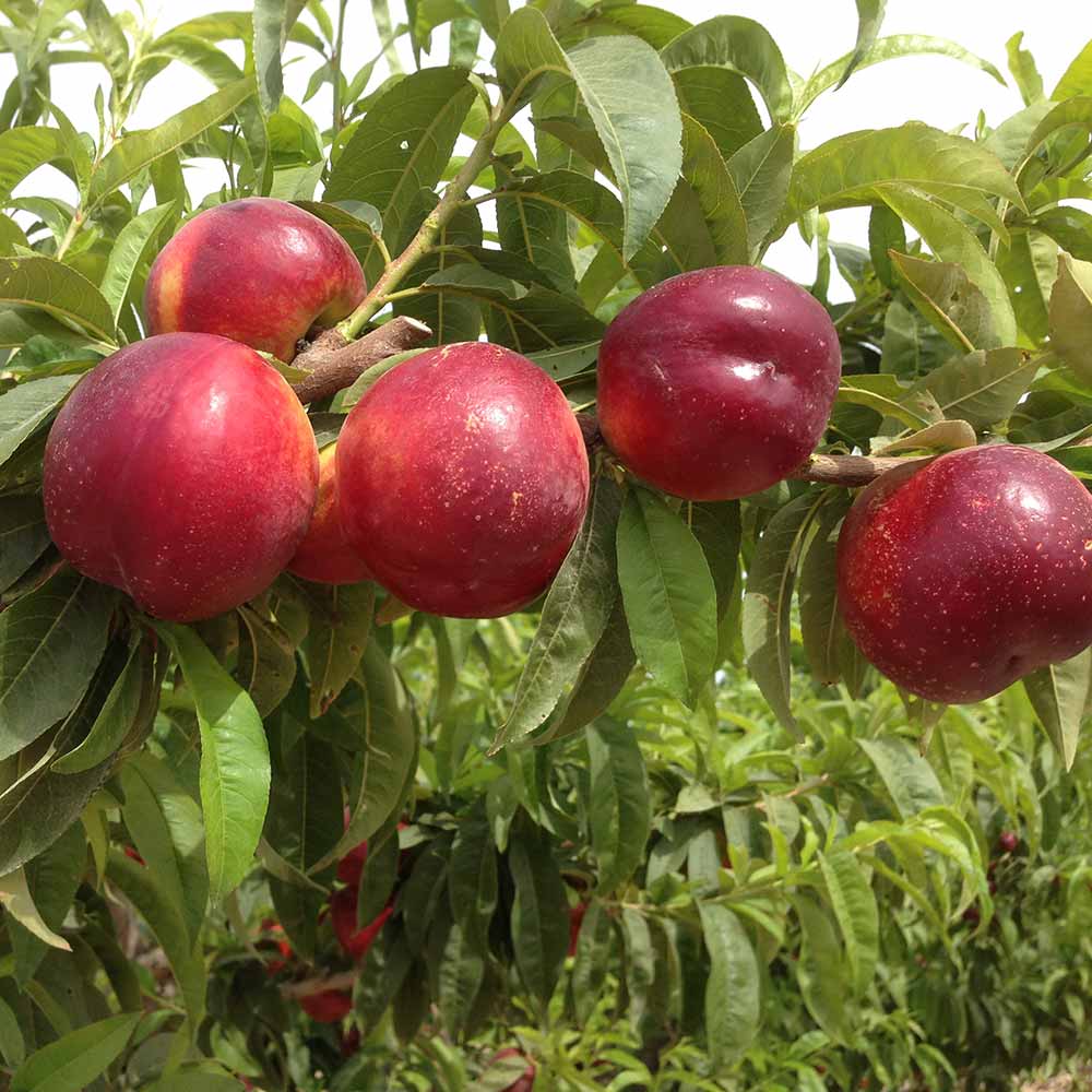 nectarina-amarilla-garcima-01