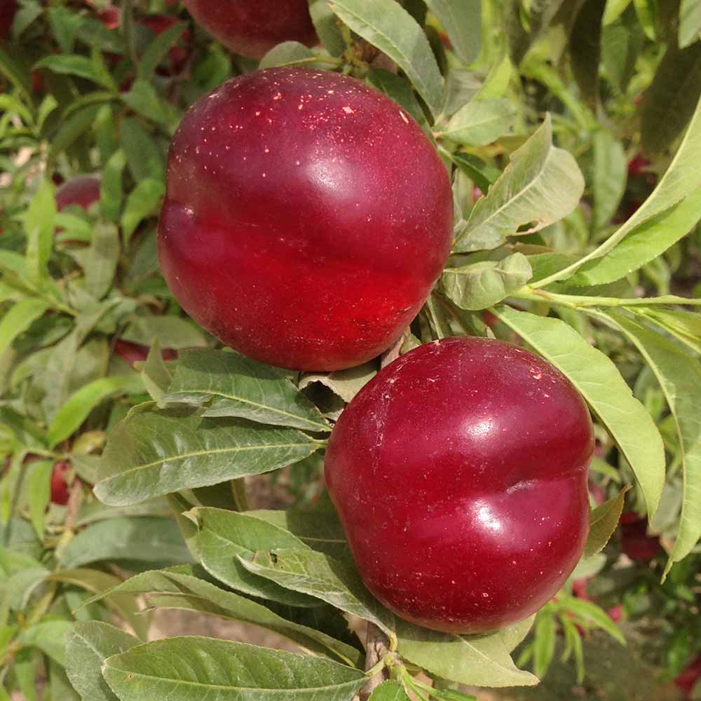 nectarina-amarilla-garcima-02