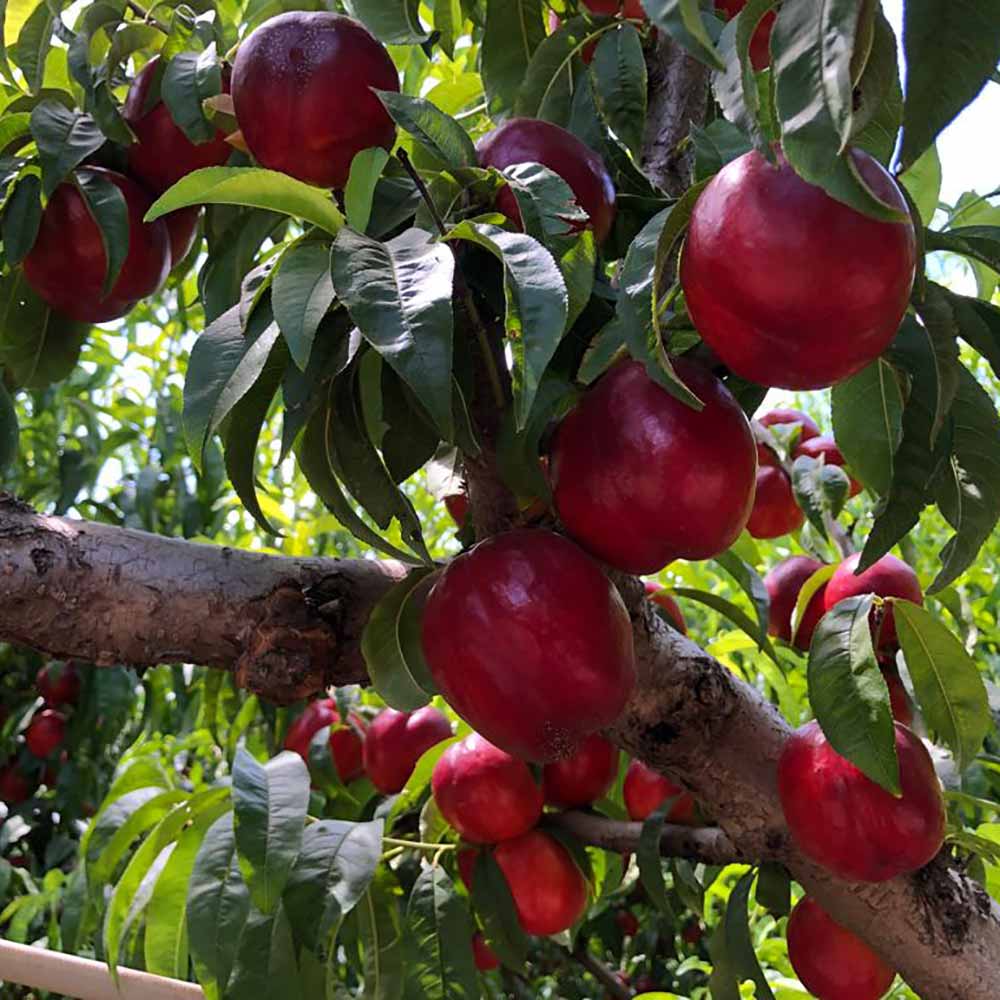 nectarina-amarilla-garofa-01