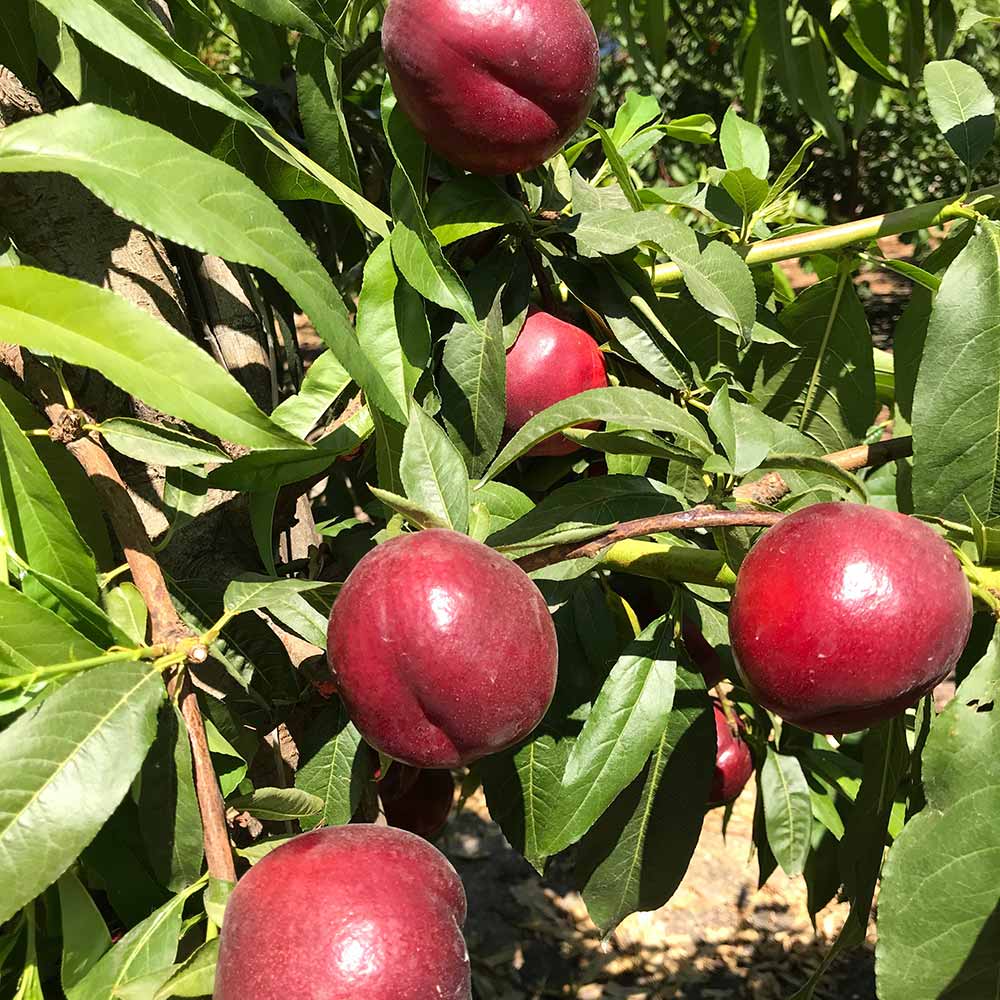 nectarina-amarilla-gartairo-01