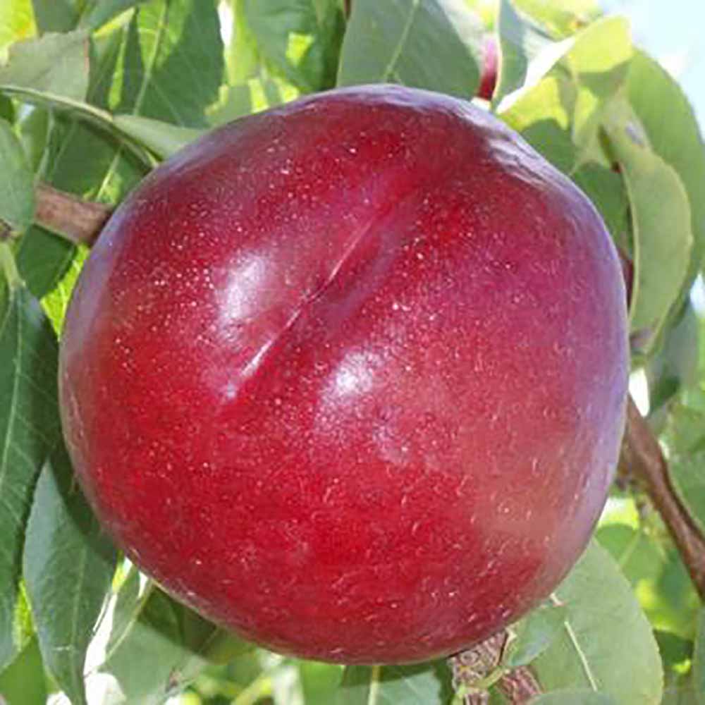 nectarina-amarilla-gartairo-02