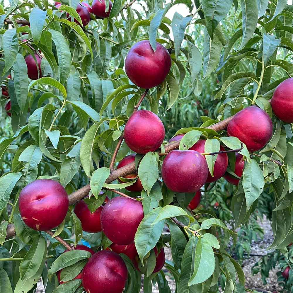nectarina-amarilla-hawai-01