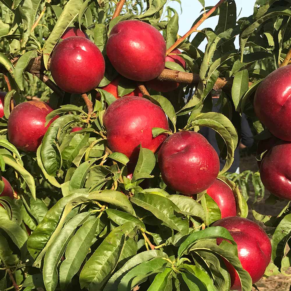 nectarina-amarilla-kinolea-01