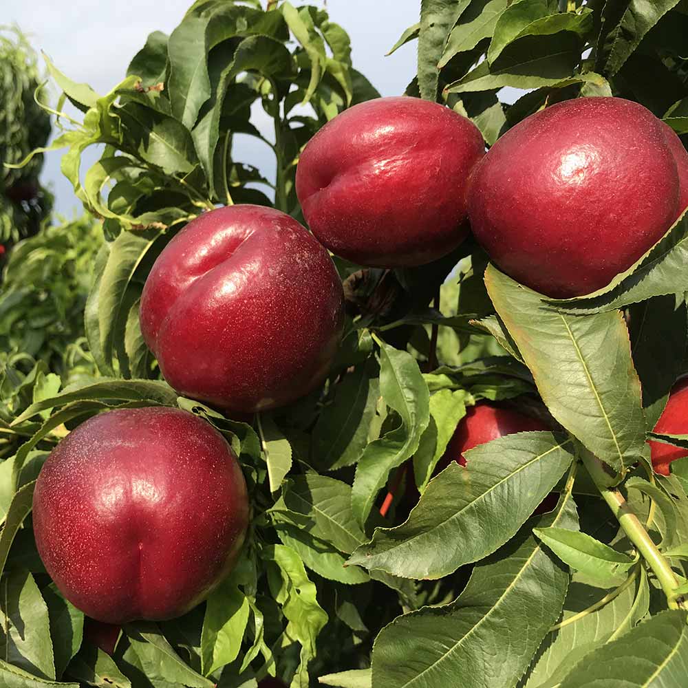 nectarina-amarilla-luciana-01