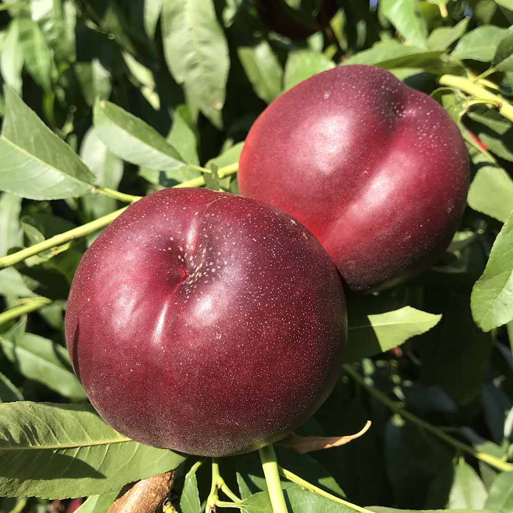 nectarina-amarilla-luciana-02