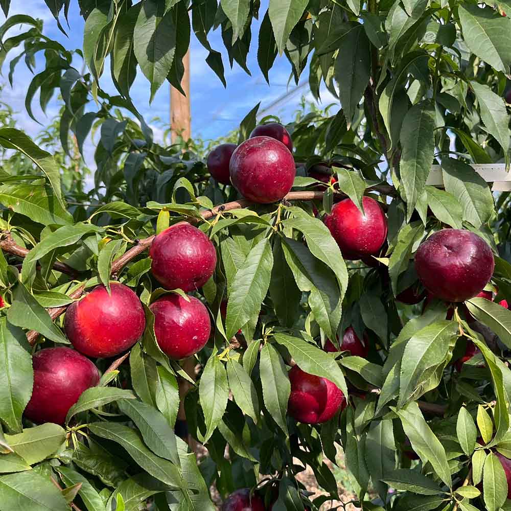 nectarina-amarilla-matiss-01