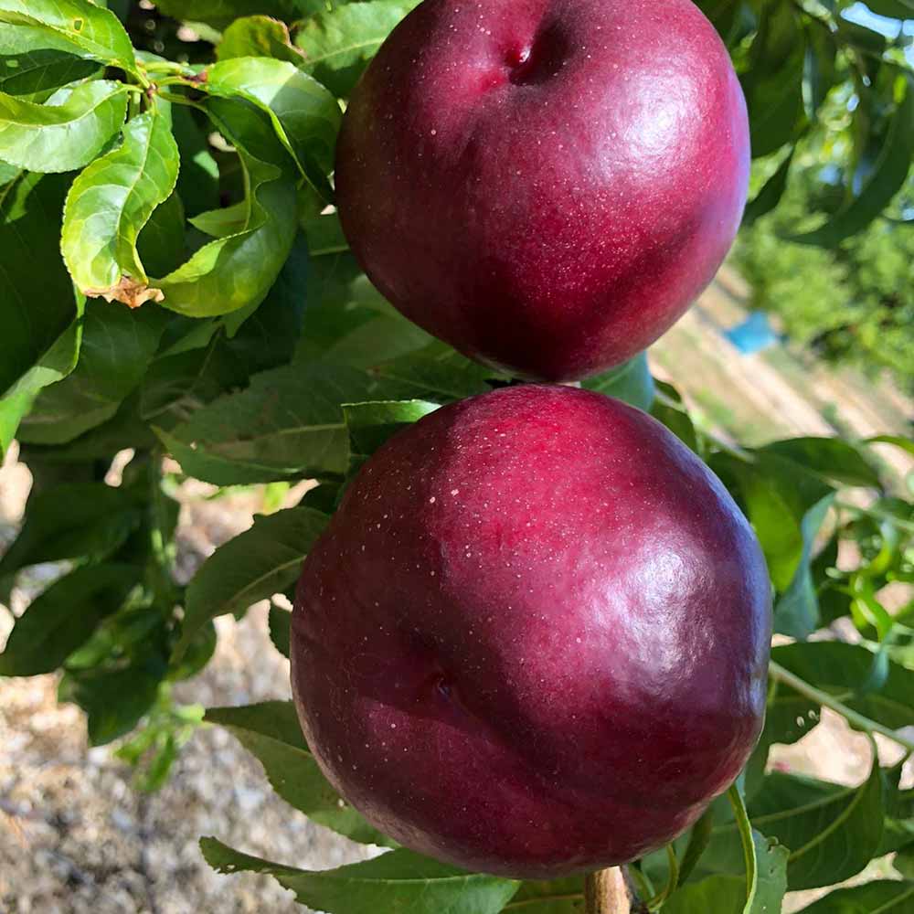 nectarina-amarilla-matiss-02