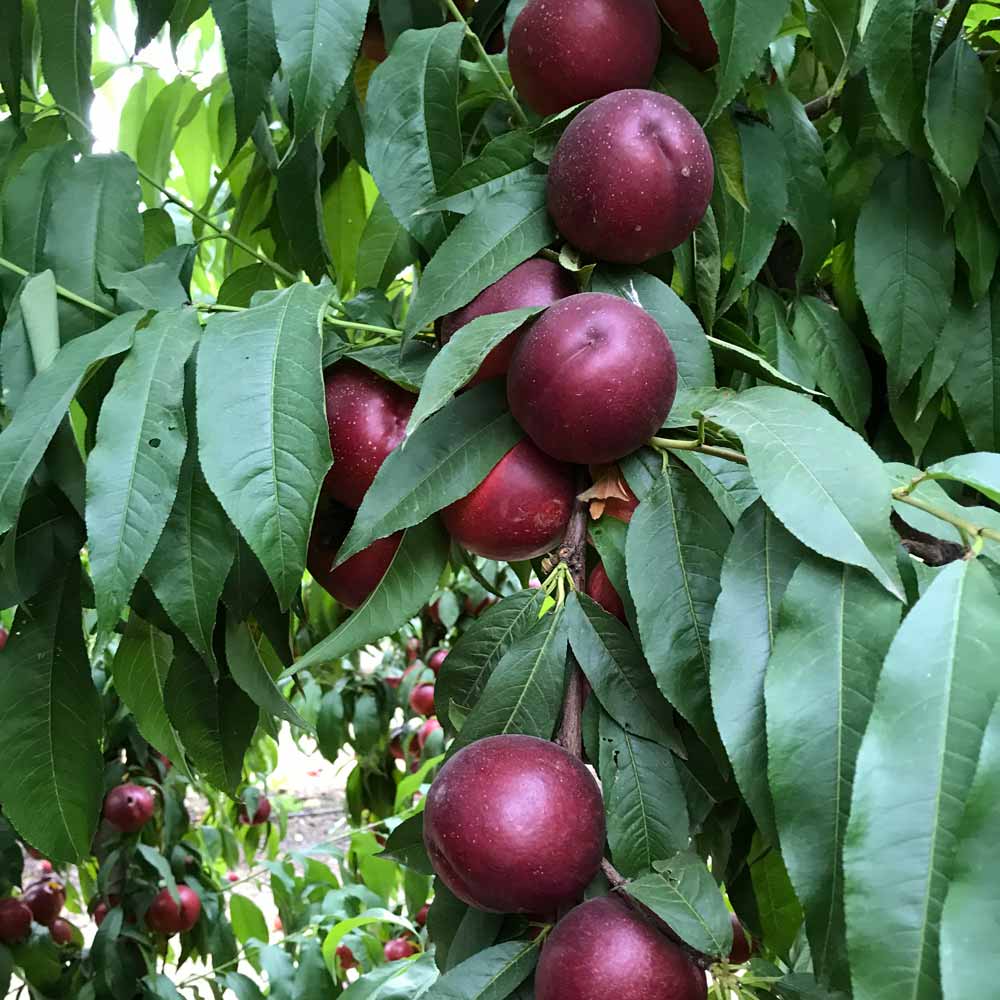 nectarina-amarilla-nebraska-01