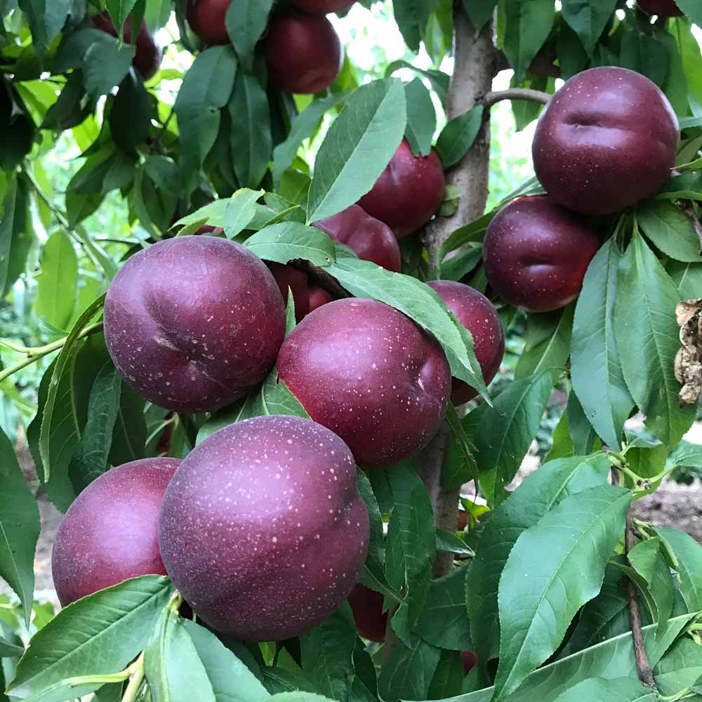 nectarina-amarilla-nebraska-02