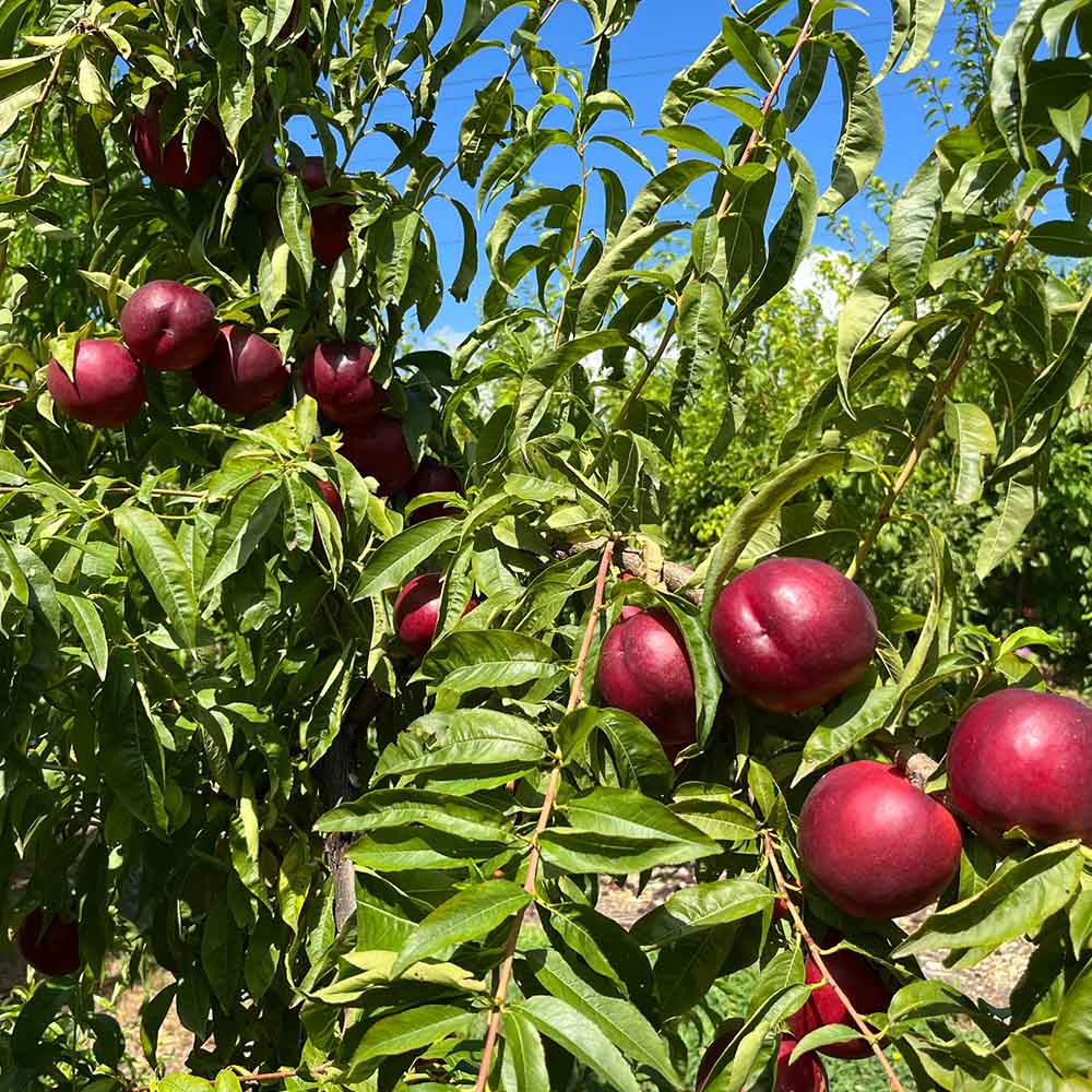 nectarina-amarilla-nefertiti-01
