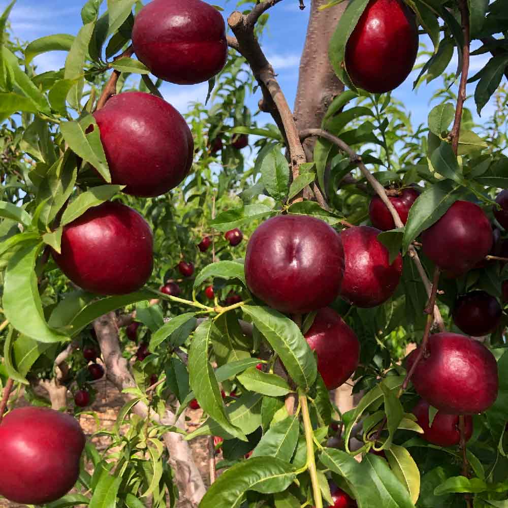 nectarina-amarilla-nerolis-01