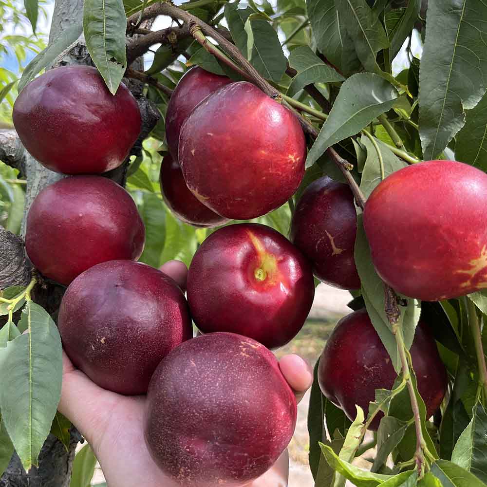 nectarina-amarilla-nerolis-02