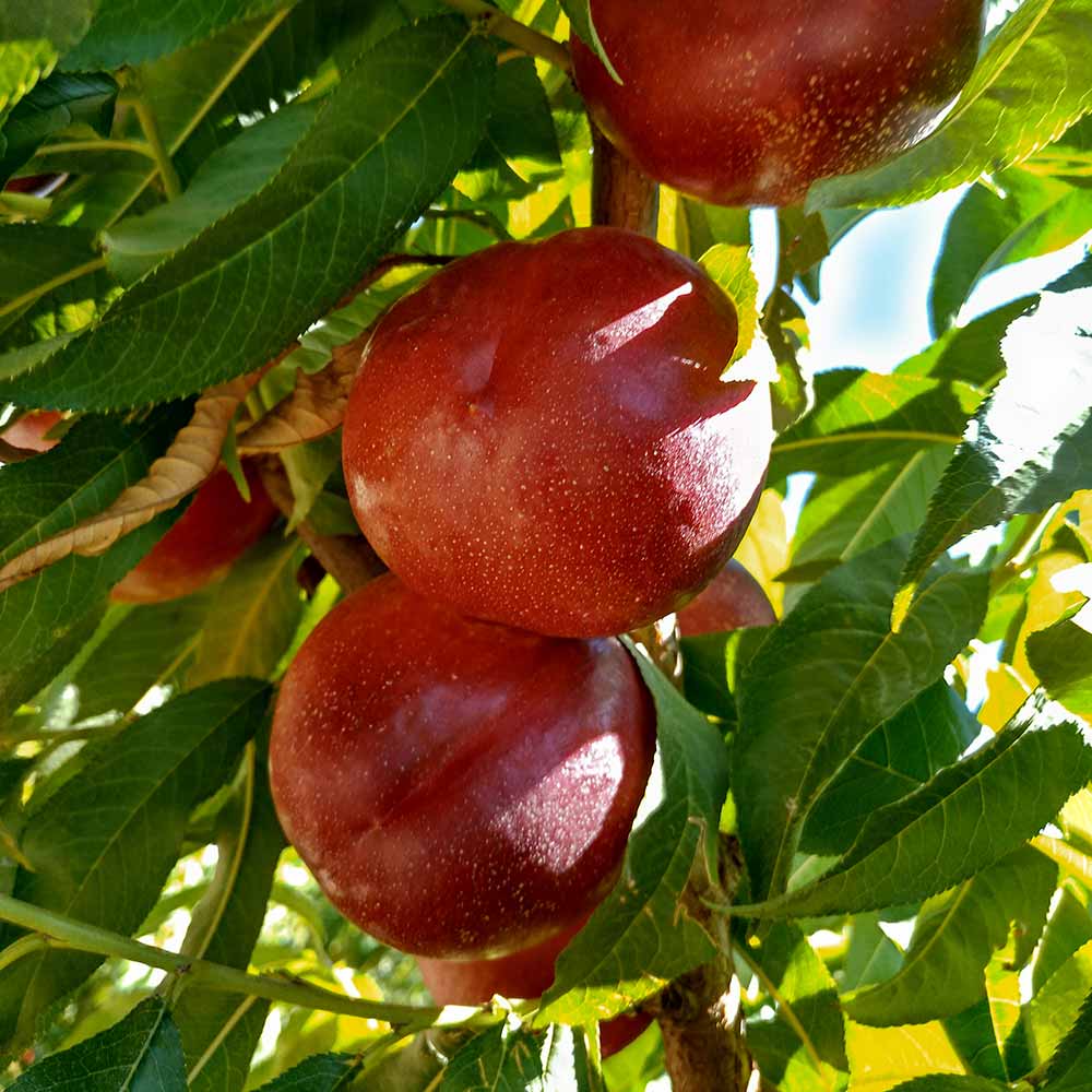 nectarina-amarilla-noracila-01