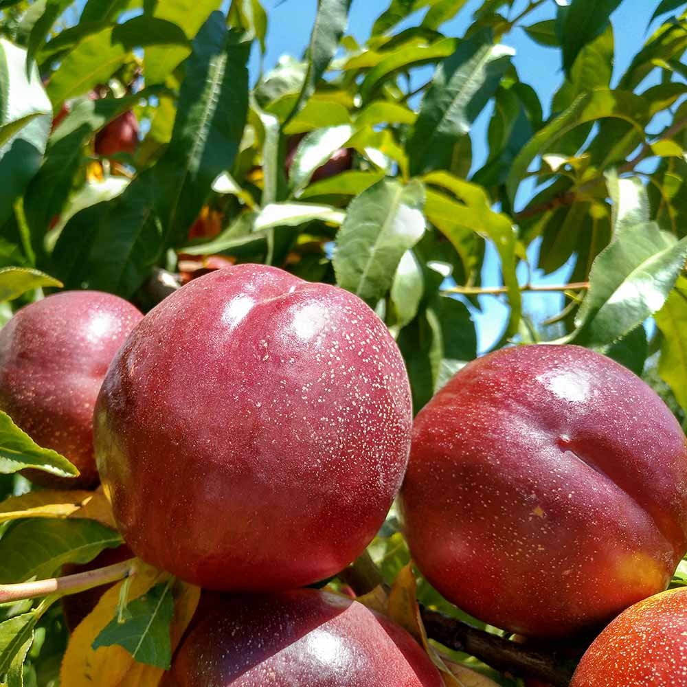 nectarina-amarilla-noracila-02