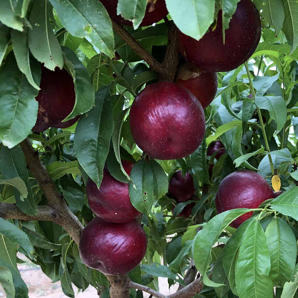 nectarina-amarilla-omega-01