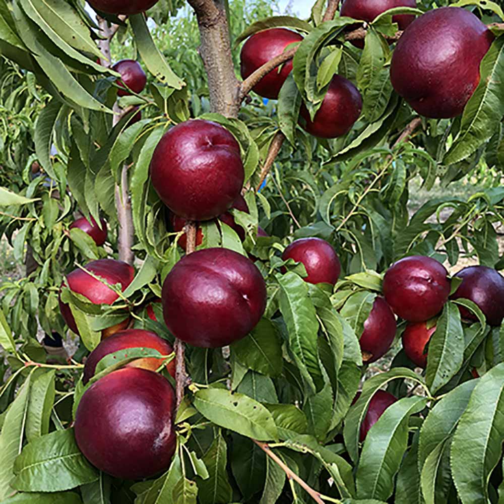 nectarina-amarilla-suculente-01