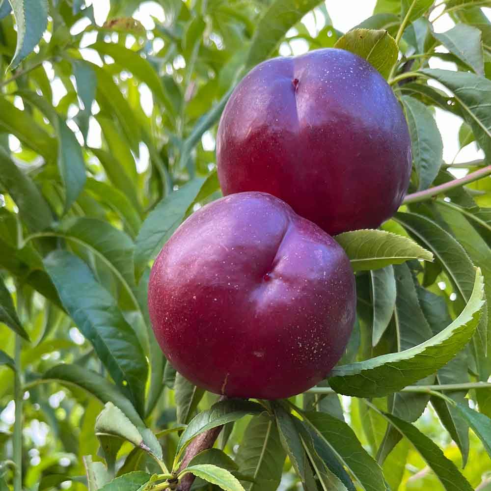 nectarina-amarilla-suculente-02