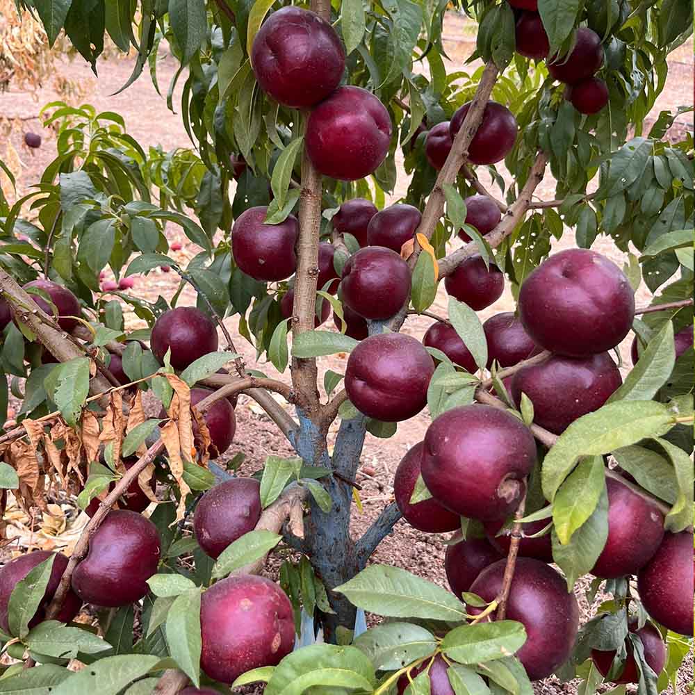 nectarina-amarilla-tahiti-01