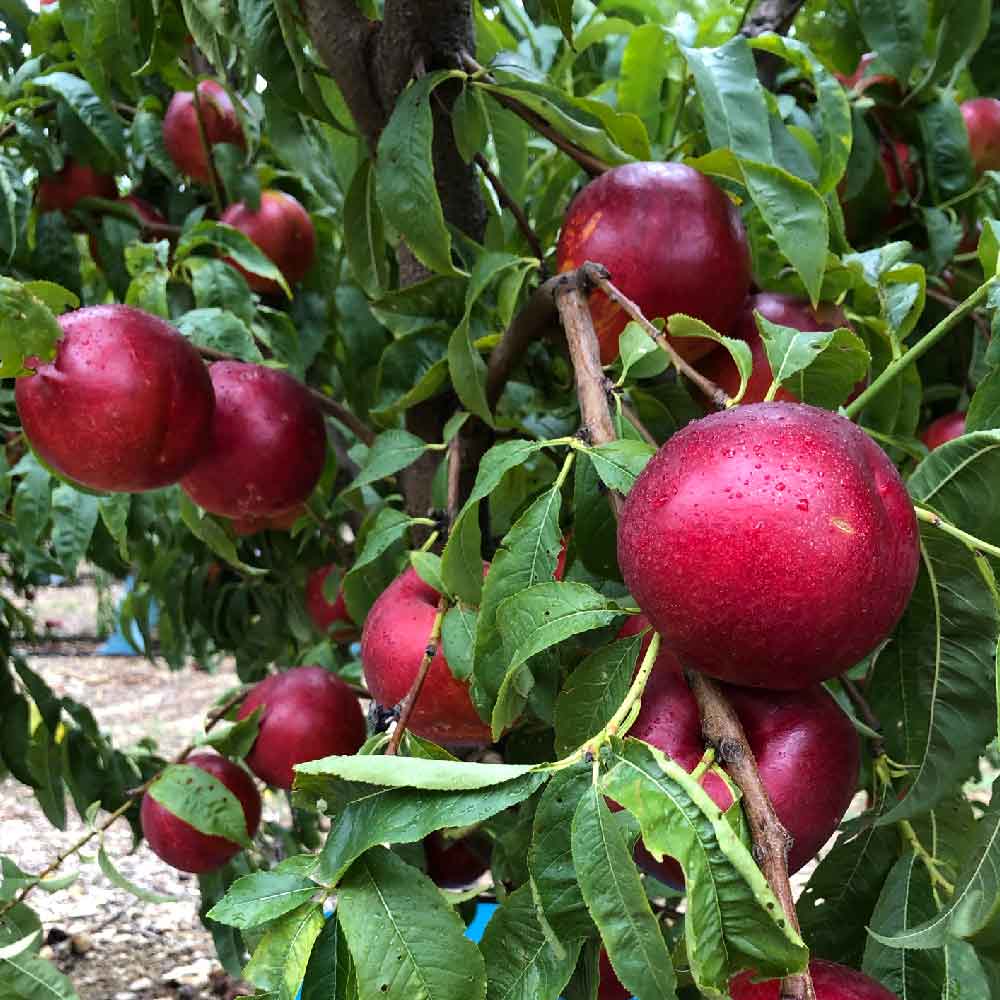 nectarina-amarilla-tenerif-01