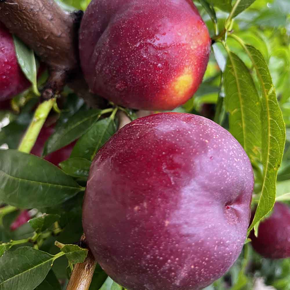 nectarina-amarilla-trinity-02