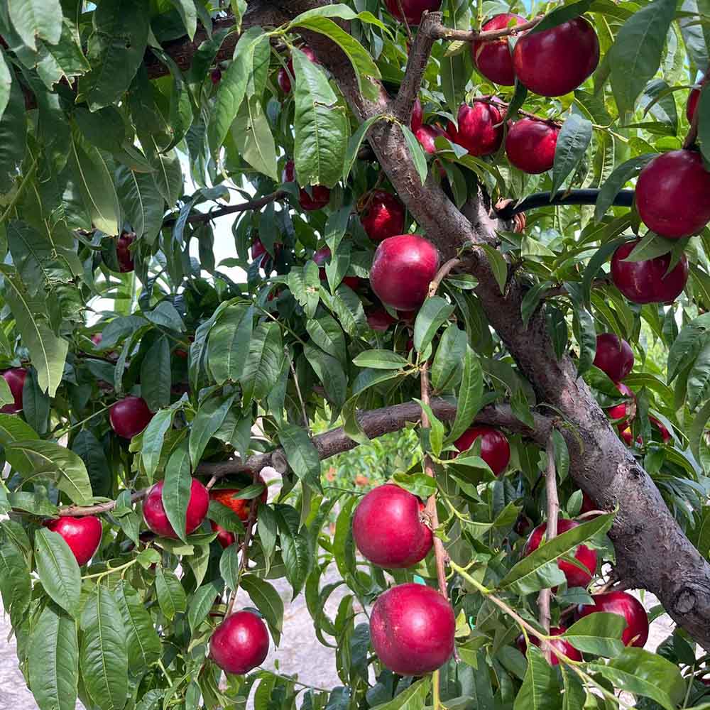 nectarina-amarilla-yucatan-02