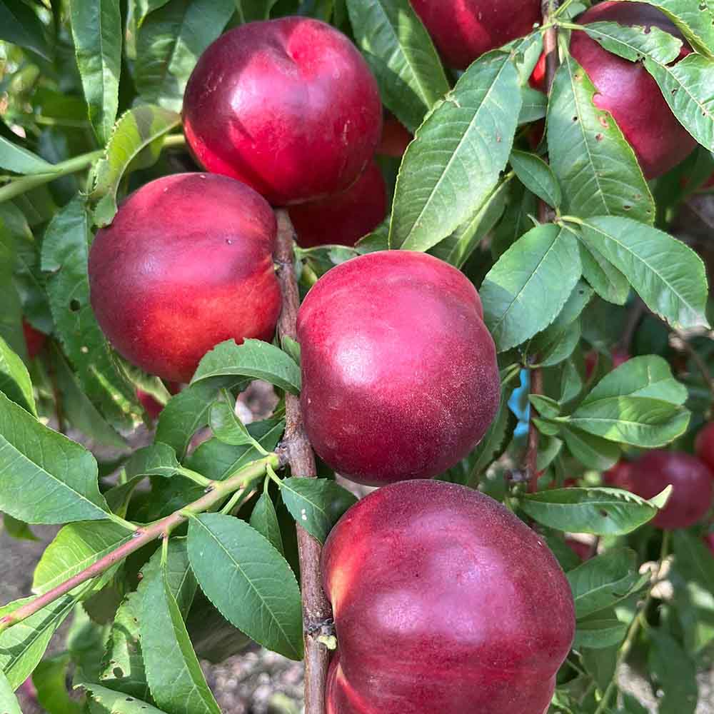 nectarina-blanca-alegoria-01