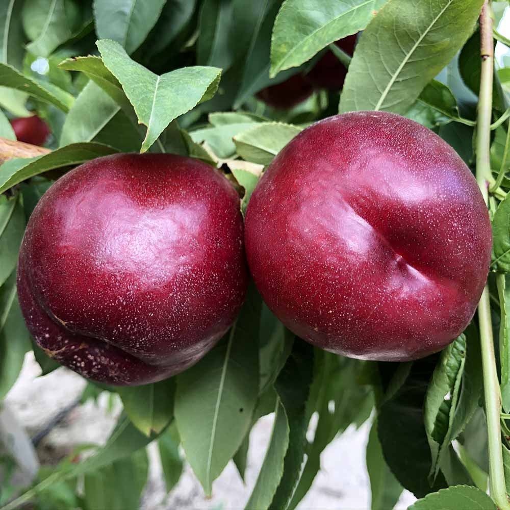 nectarina-blanca-altamira-01