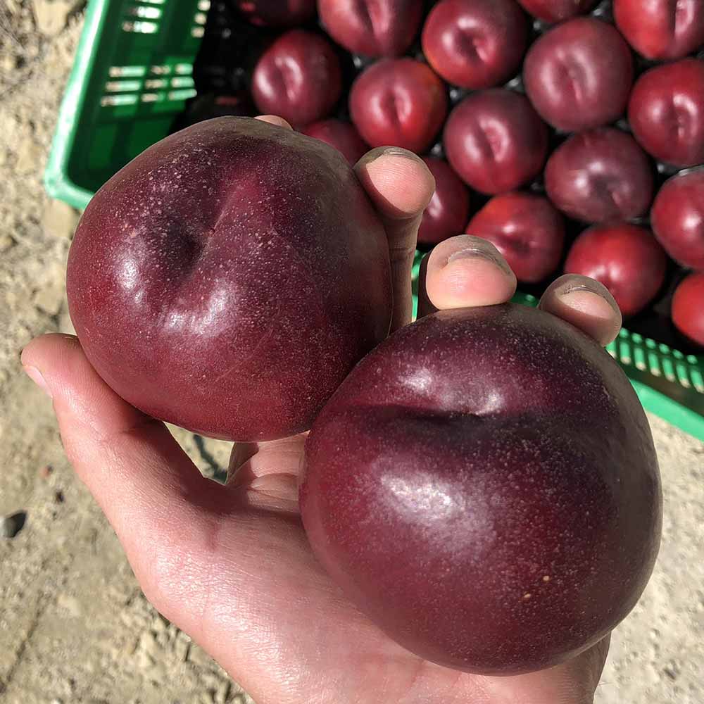 nectarina-blanca-altamira-02
