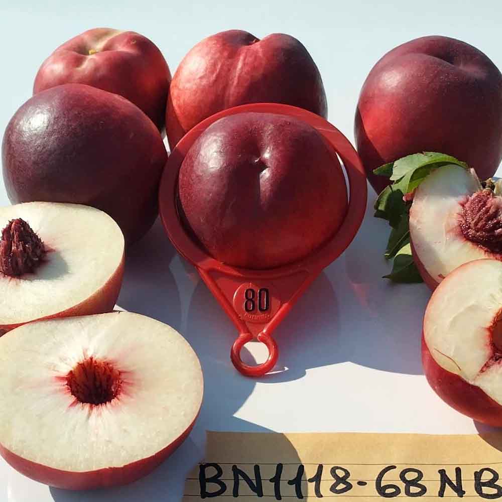 nectarina-blanca-bn1118-68-02