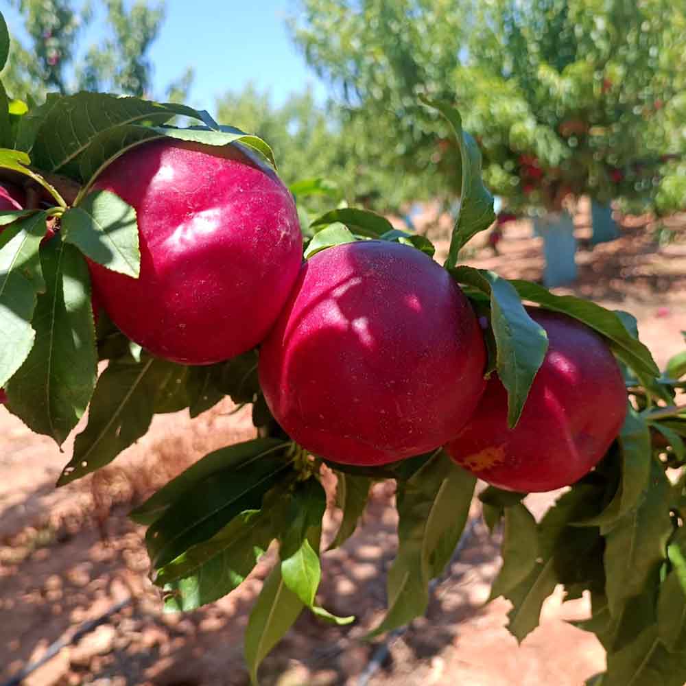 nectarina-blanca-bn861-26-01