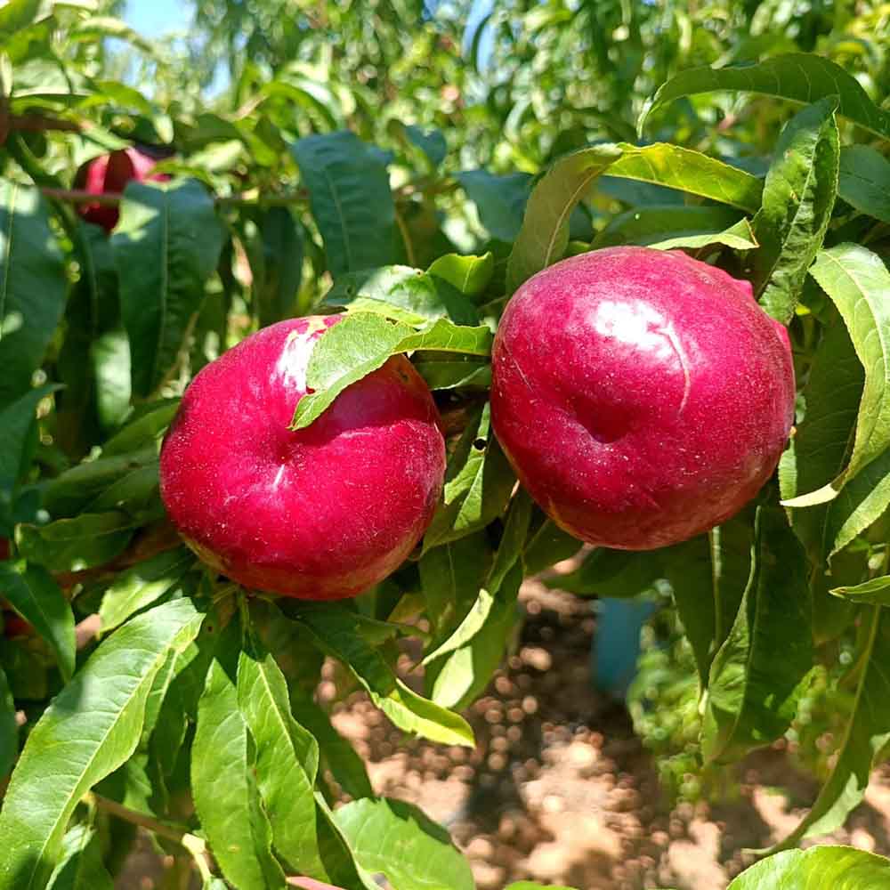 nectarina-blanca-bn861-26-02