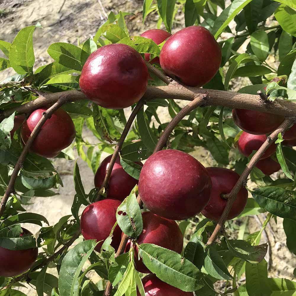 nectarina-blanca-diamentina-01