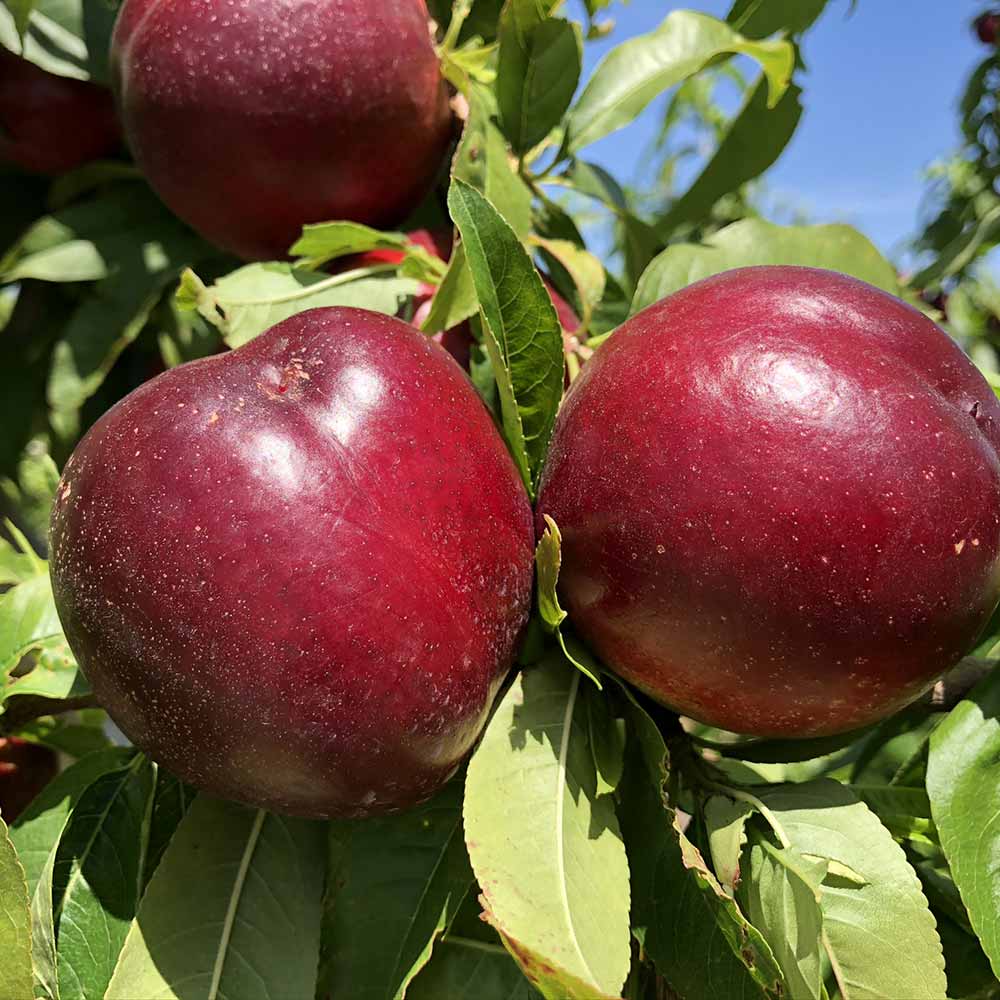 nectarina-blanca-flavana-02