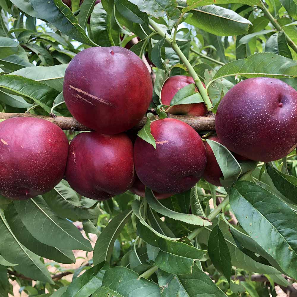 nectarina-blanca-garcica-01