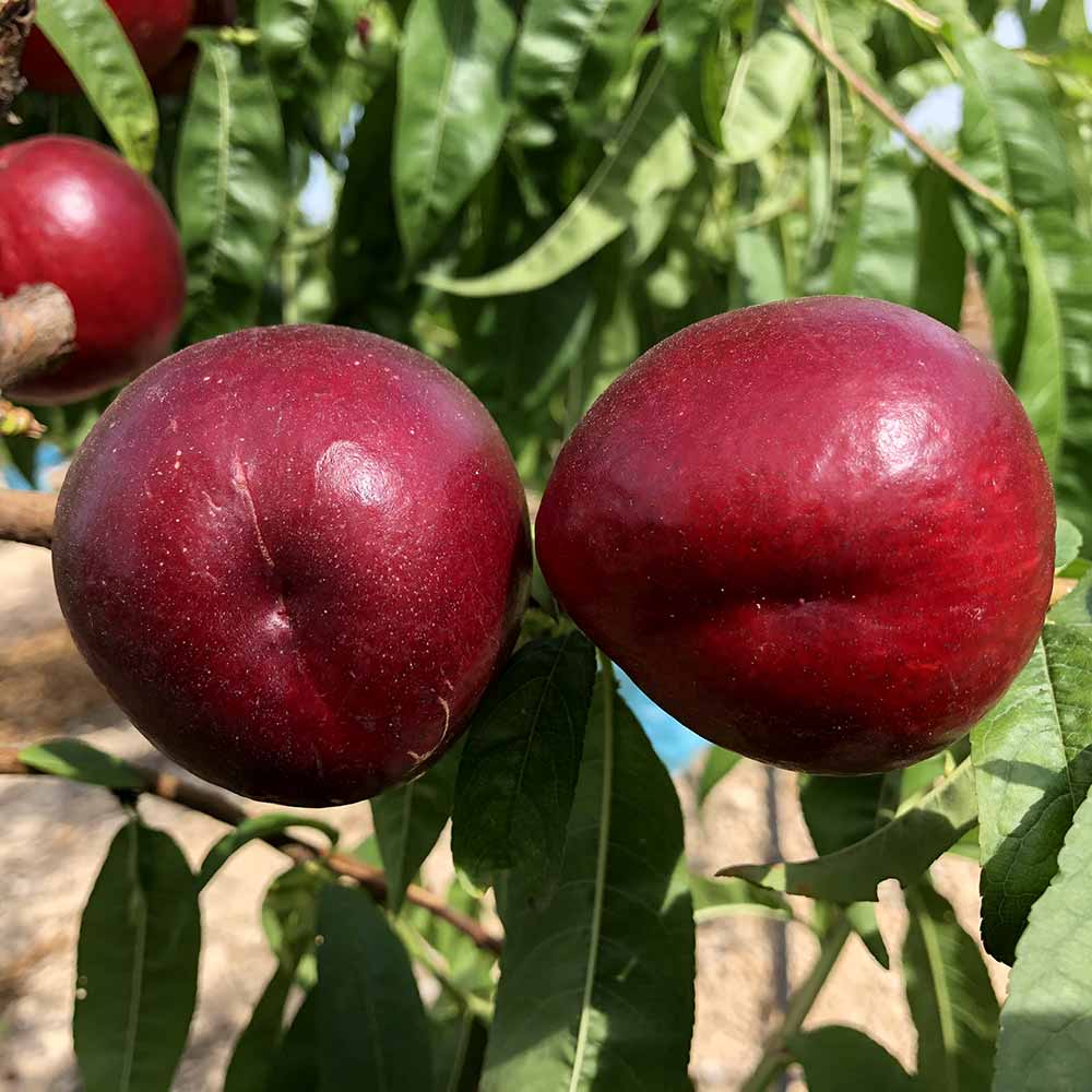 nectarina-blanca-savorella-02